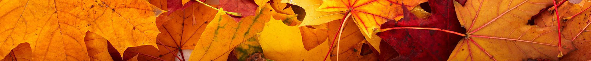 Nice image representing autumn